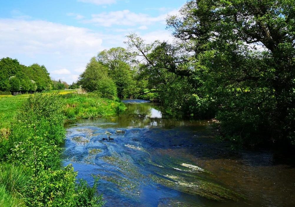 River Culm in the summertime with water crowfoot growing in it and the river bank plants and trees in full leaf