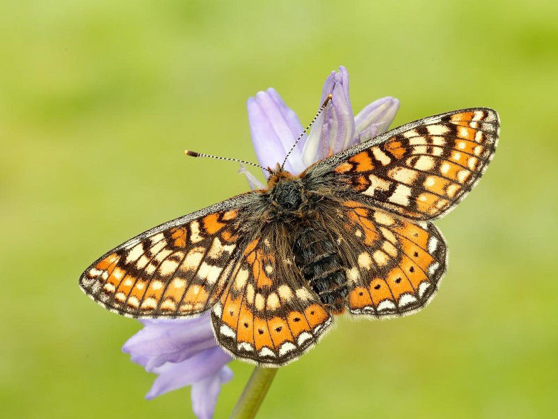 Brown, yellow and orange butterfly on a purple flower