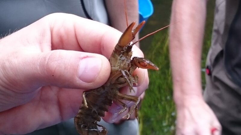 A close up of a hand holding a crayfish