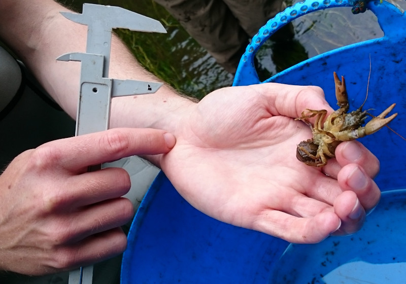 A photo of someone holding a crayfish in one hand and some measuring callipers in the other hand
