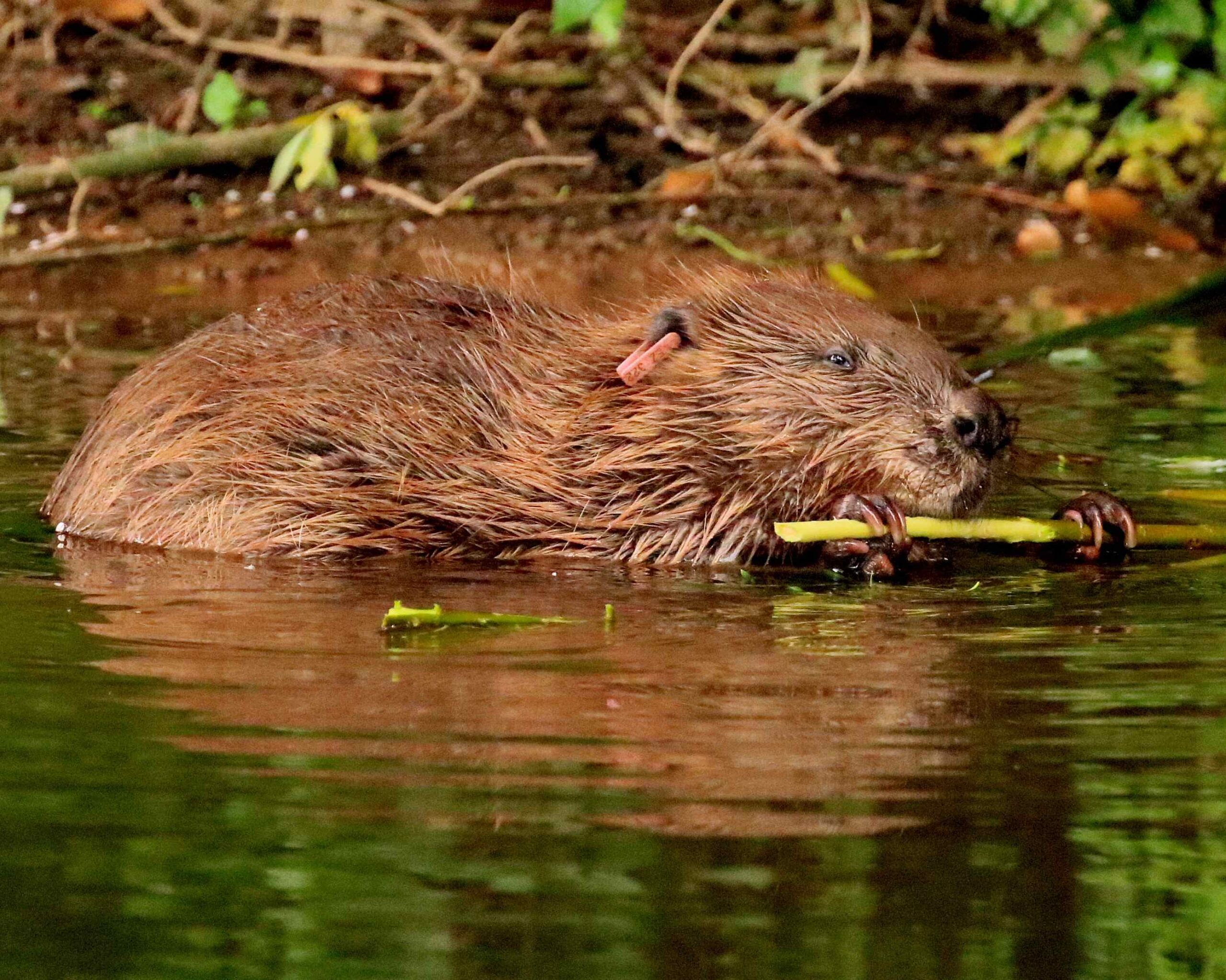 Female beaver in the river feeding on willow