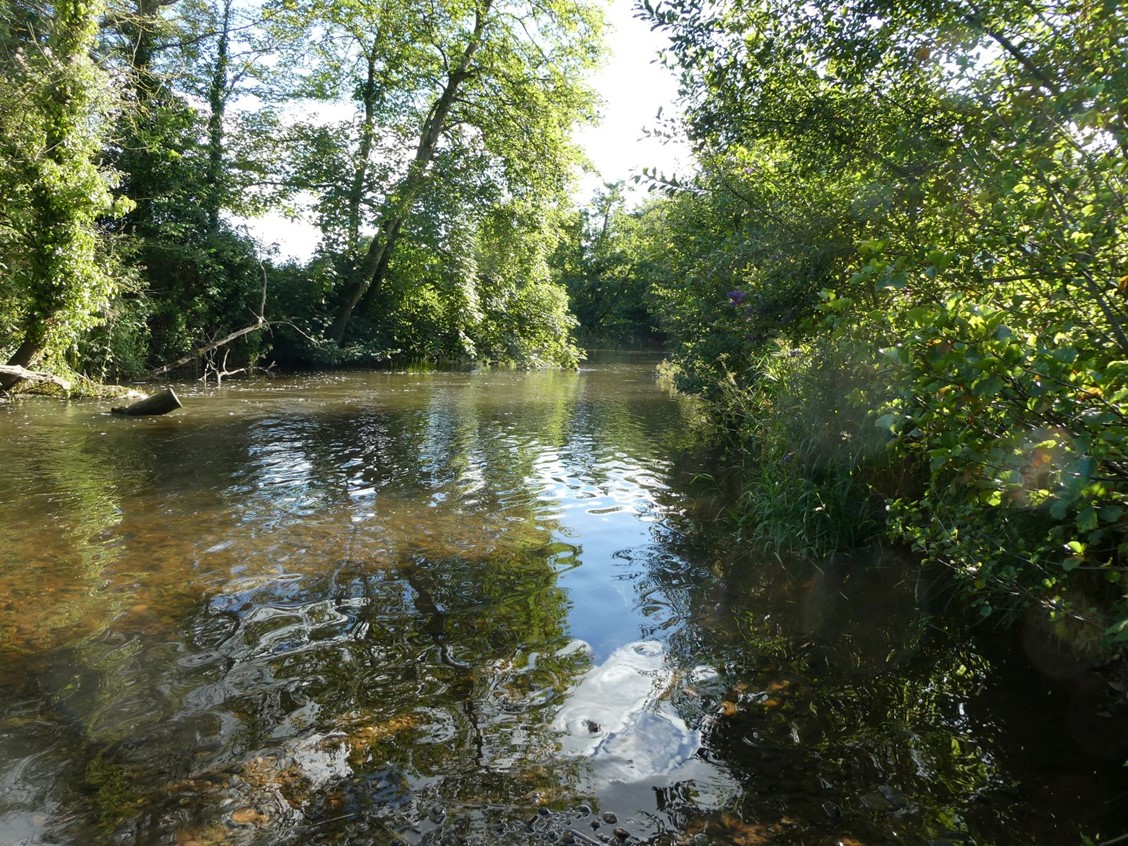 River Culm at Uffculme with trees and plants overhanging its banks.
