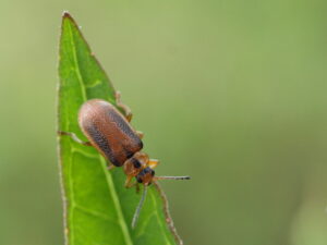the black-margined loosestrife beetle