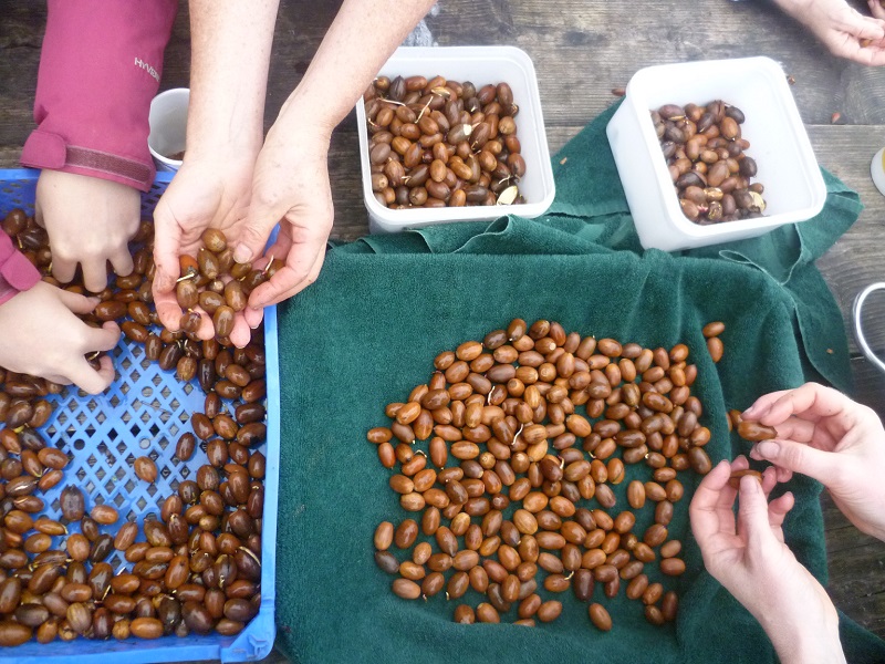 Boxes of acorns with hands sorting through them