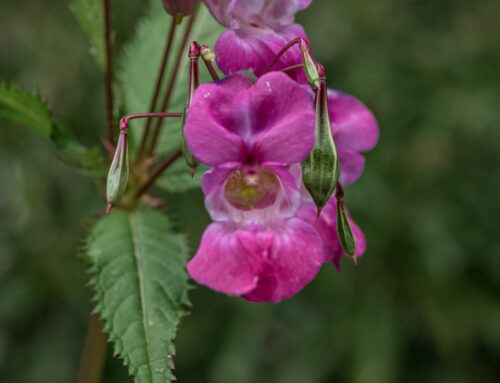Launch of the Culm Himalayan Balsam Action Group