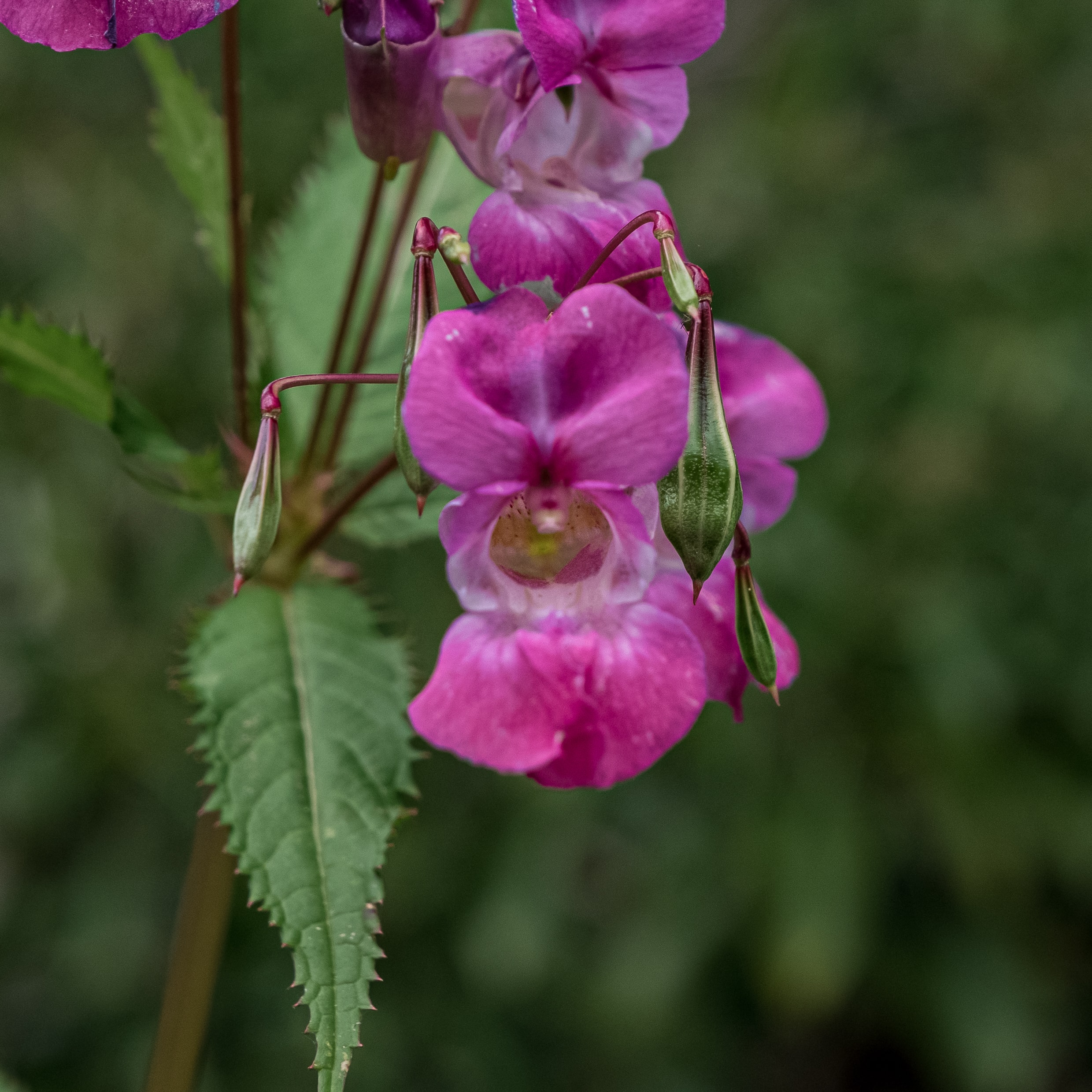 Close up of a Himalayan balsam flower