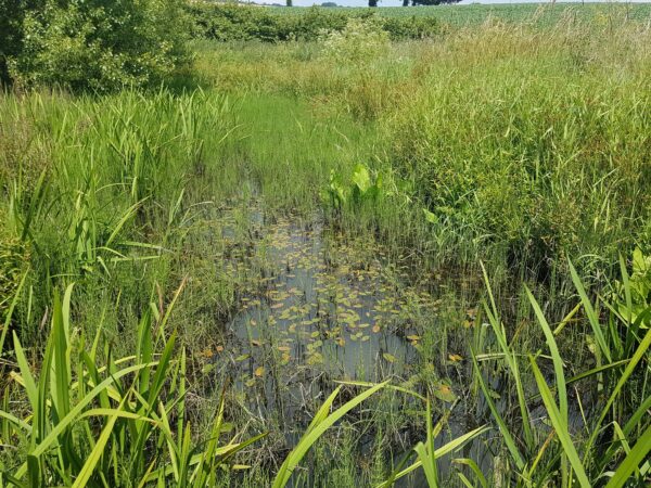 wetland with plants & water