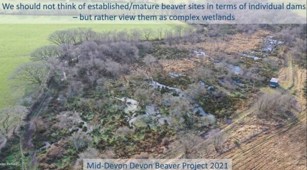 Aerial view of the impact of beavers on a river.