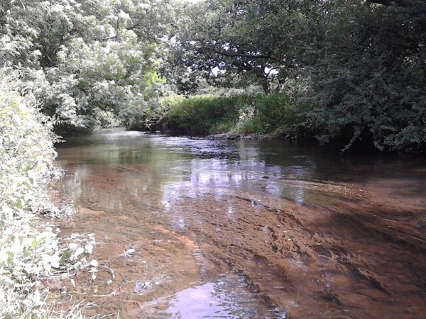 Water crowfoot heavily silted in the Culm