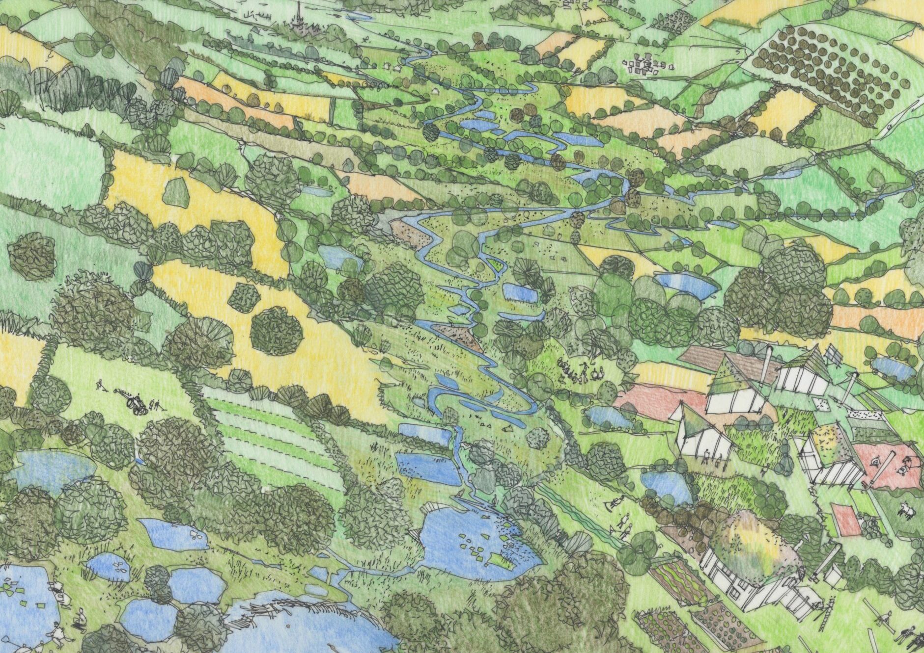 Summer in the headwaters: An illustration envisaging the future of the River Culm