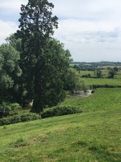 Tree and the river meandering through the landscape
