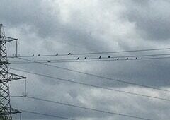 Birds sitting on telegraph wires.
