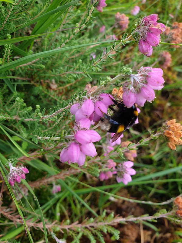 White-tailed bumble bee on cross-leaved heather