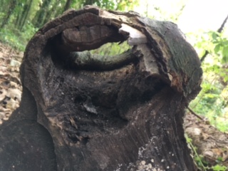 A tree stump with a hole