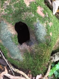 A tree stump with a hole and moss