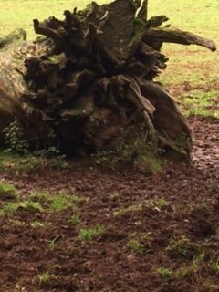 Twisted roots of a large fallen tree