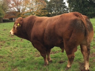 A large brown bull