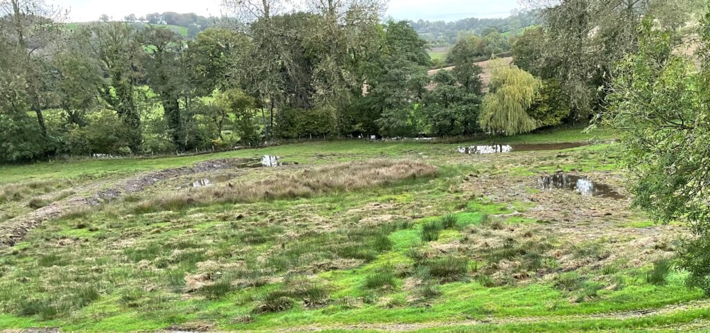 Water meadow with poos and wetland plants, with river and trees in the the background