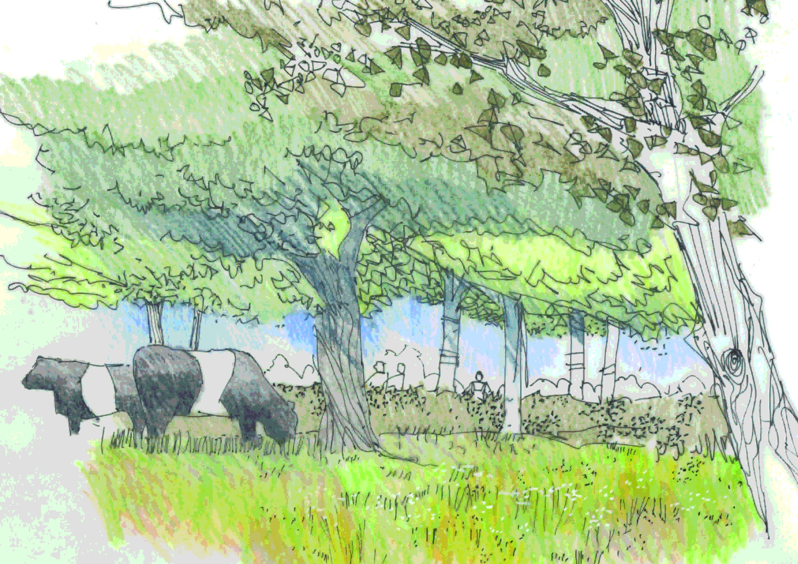 An illustration of cattle grazing in an orchard by Richard Carman