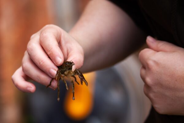 White-clawed crayfish being checked at Wildwood Devon hatchery