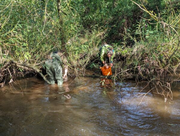 Two people in the river undertaking a crayfish survey